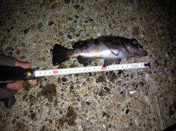 沖向きで良型イイ調子↑　明石港でのメバリング