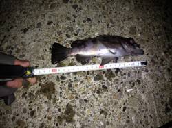 沖向きで良型イイ調子↑　明石港でのメバリン…