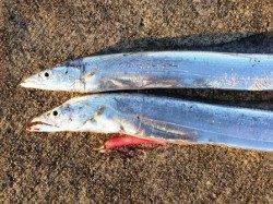 西宮浜でワインド、タチウオ居ます！　