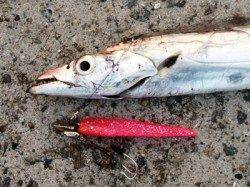 南芦屋浜 朝のワインドでタチウオ☆今年もタチウオいます！