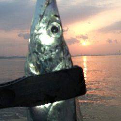 南芦屋浜 朝のワインドでタチウオ☆今年もタチウオいます！