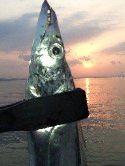 南芦屋浜 朝のワインドでタチウオ☆今年もタチウオいます！