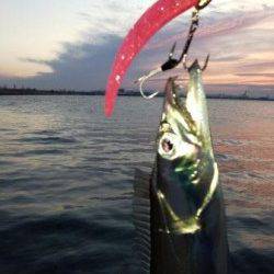 南芦屋浜 タチウオは新しい群れも入りまだまだいける！