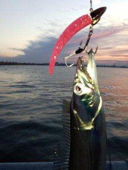 南芦屋浜 タチウオは新しい群れも入りまだまだいける！