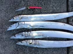 南芦屋浜 タチウオは新しい群れも入りまだま…