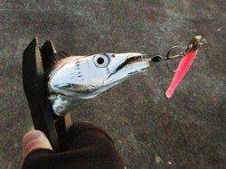 西宮浜でワインド、タチウオ居ます！　