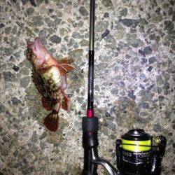 江井ヶ島　沖向きテトラで良型メバル釣れました♪