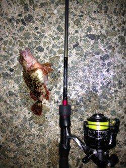 江井ヶ島　沖向きテトラで良型メバル釣れました♪