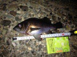 須磨でメバリング、メバルとガシラの好釣果♪