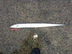 南芦屋浜のワインドで狙い通りタチウオゲット！