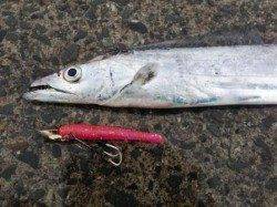 南芦屋浜のワインドで狙い通りタチウオゲット！