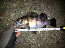 江井ヶ島　沖向きテトラで良型メバル釣れまし…