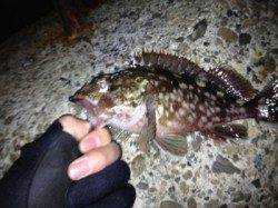 須磨 メバリングでメバル10匹・ガシラ2匹☆3時間程度の釣果