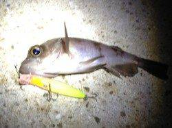 プラグでのライズ打ちで狙い通りきました☆垂水漁港メバリング