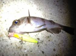 プラグでのライズ打ちで狙い通りきました☆垂…