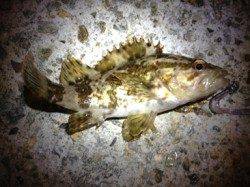 プラグでのライズ打ちで狙い通りきました☆垂水漁港メバリング