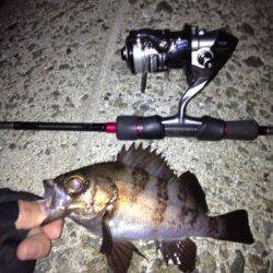 須磨でメバリング、全部表層で食ってきました♪