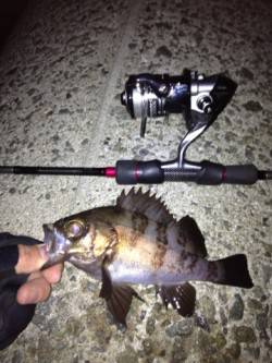 須磨でメバリング、全部表層で食ってきました…