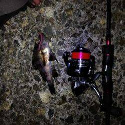 明石港でメバリング、底付近をカーブフォールでゲット