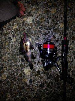 明石港でメバリング、底付近をカーブフォールでゲット