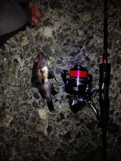 明石港でメバリング、底付近をカーブフォール…