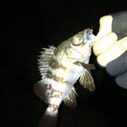 須磨 メバリングでメバル10匹・ガシラ2匹☆3時間程度の釣果