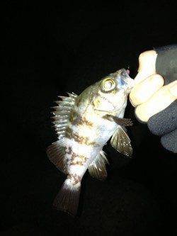 須磨 メバリングでメバル10匹・ガシラ2匹☆3時間程度の釣果