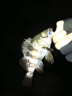 須磨 メバリングでメバル10匹・ガシラ2匹…