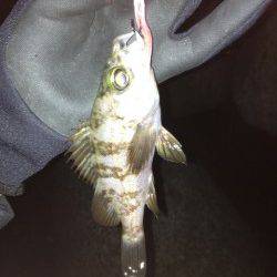 須磨でメバリング、全部表層で食ってきました♪