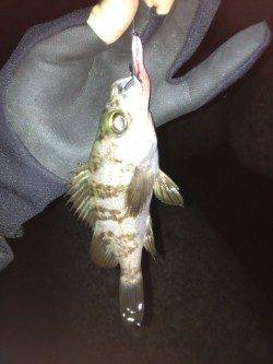 須磨でメバリング、全部表層で食ってきました♪