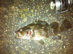 紀ノ川河口周辺 レアなクロソイと良型タケノコメバル！