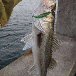 貝塚人工島沖向き、シーバスルアーゲーム！