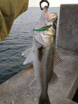 貝塚人工島沖向き、シーバスルアーゲーム！