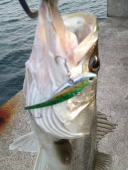 貝塚人工島沖向き、シーバスルアーゲーム！