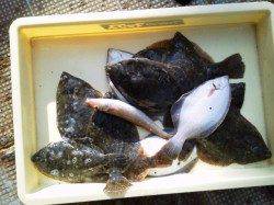 岸和田一文字 投げカレイ数出てます☆