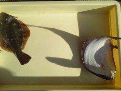 岸和田一文字 投げ釣りでカレイ34cm