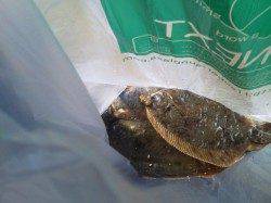 岸和田一文字 今日もカレイの釣果出てます！