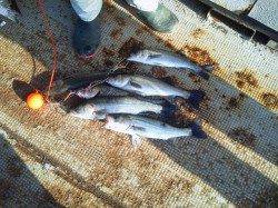 岸和田一文字 エビ撒きのハネ釣果