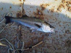 岸和田一文字 エビ撒きのハネ釣果