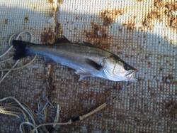 岸和田一文字 エビ撒きのハネ釣果