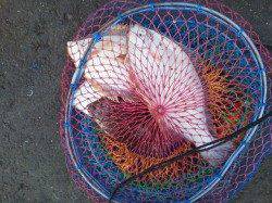 岸和田一文字 今日もカレイの釣果出てます！