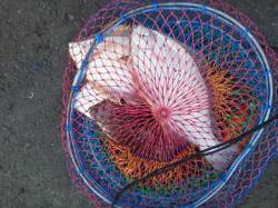 岸和田一文字 今日もカレイの釣果出てます！…