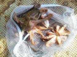 岸和田一文字 探り釣りでタコ4ハイ