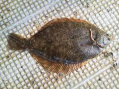 沖の一文字でカレイ釣果あり