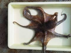 沖の一文字で良型タコをキャッチ！