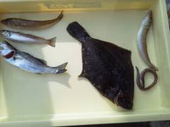 沖の一文字でカレイ・キスなどを投げ釣りで♪