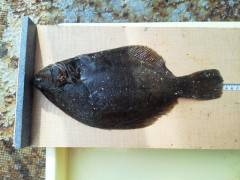 沖の一文字でカレイ・キスなどを投げ釣りで♪…