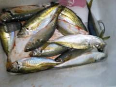 旧の赤灯台でのサビキ、ナイスサイズのアジの釣果☆