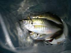 旧の赤灯台でのサビキ、ナイスサイズのアジの…