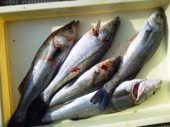 旧の赤灯台でエビまき釣り、ハネ・スズキ！！